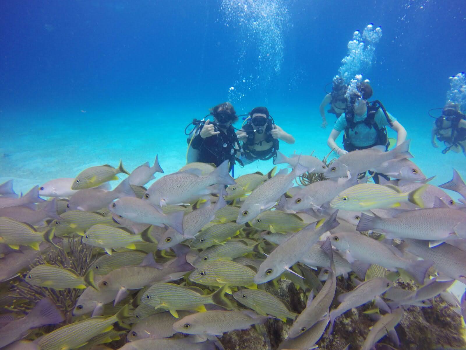 School of Fish