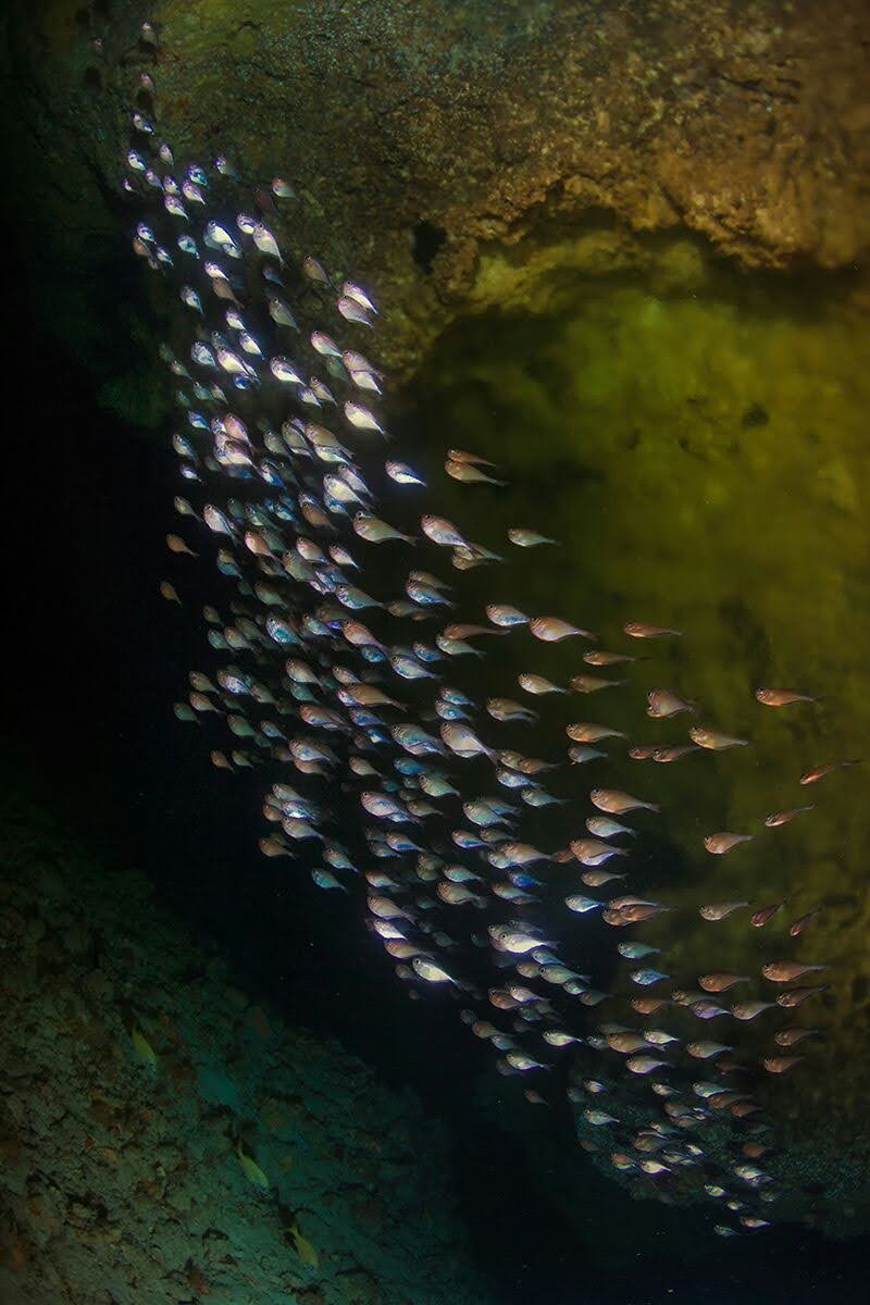 Glassfish in the Cavern