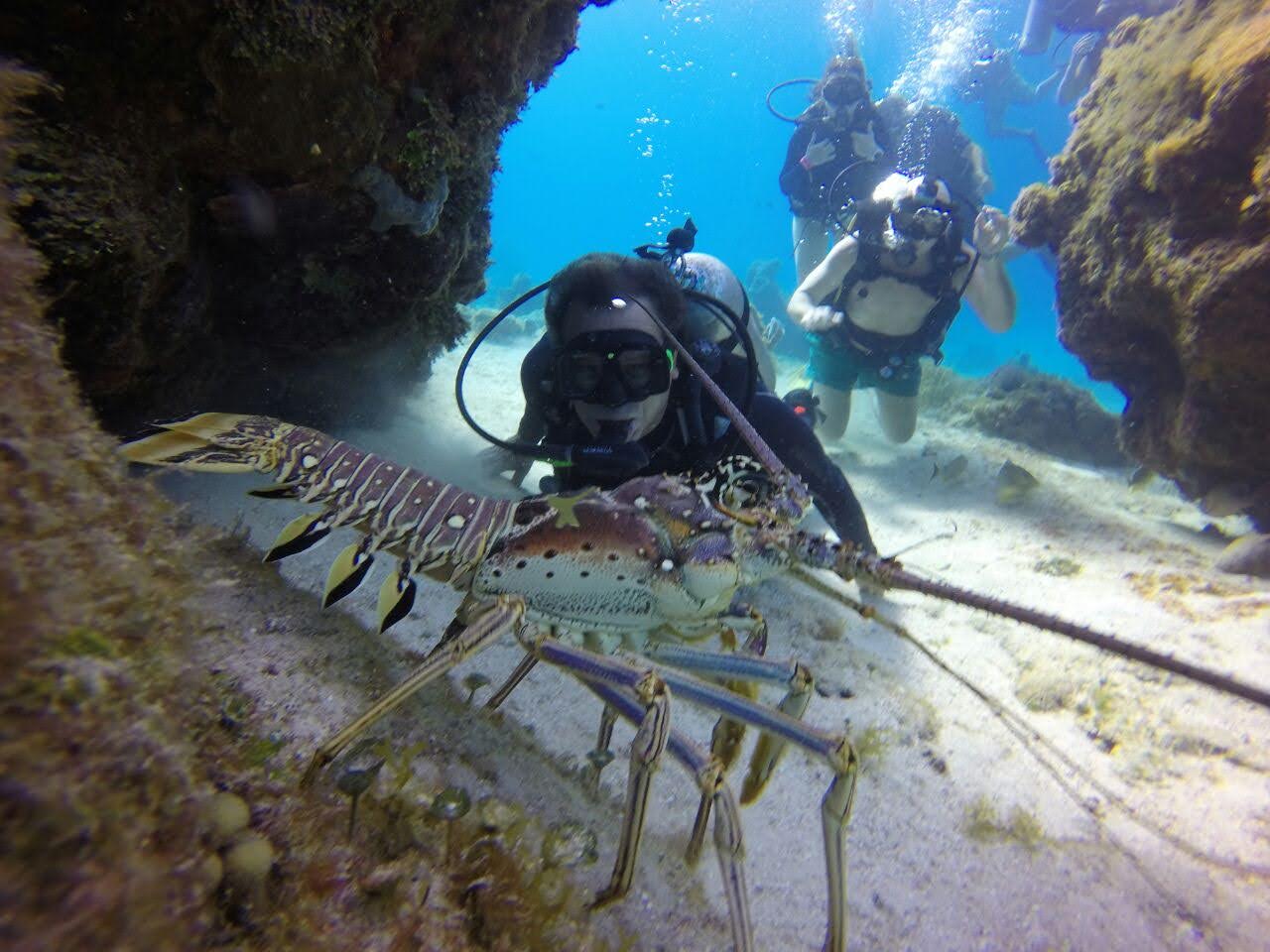 Lobster Encounter