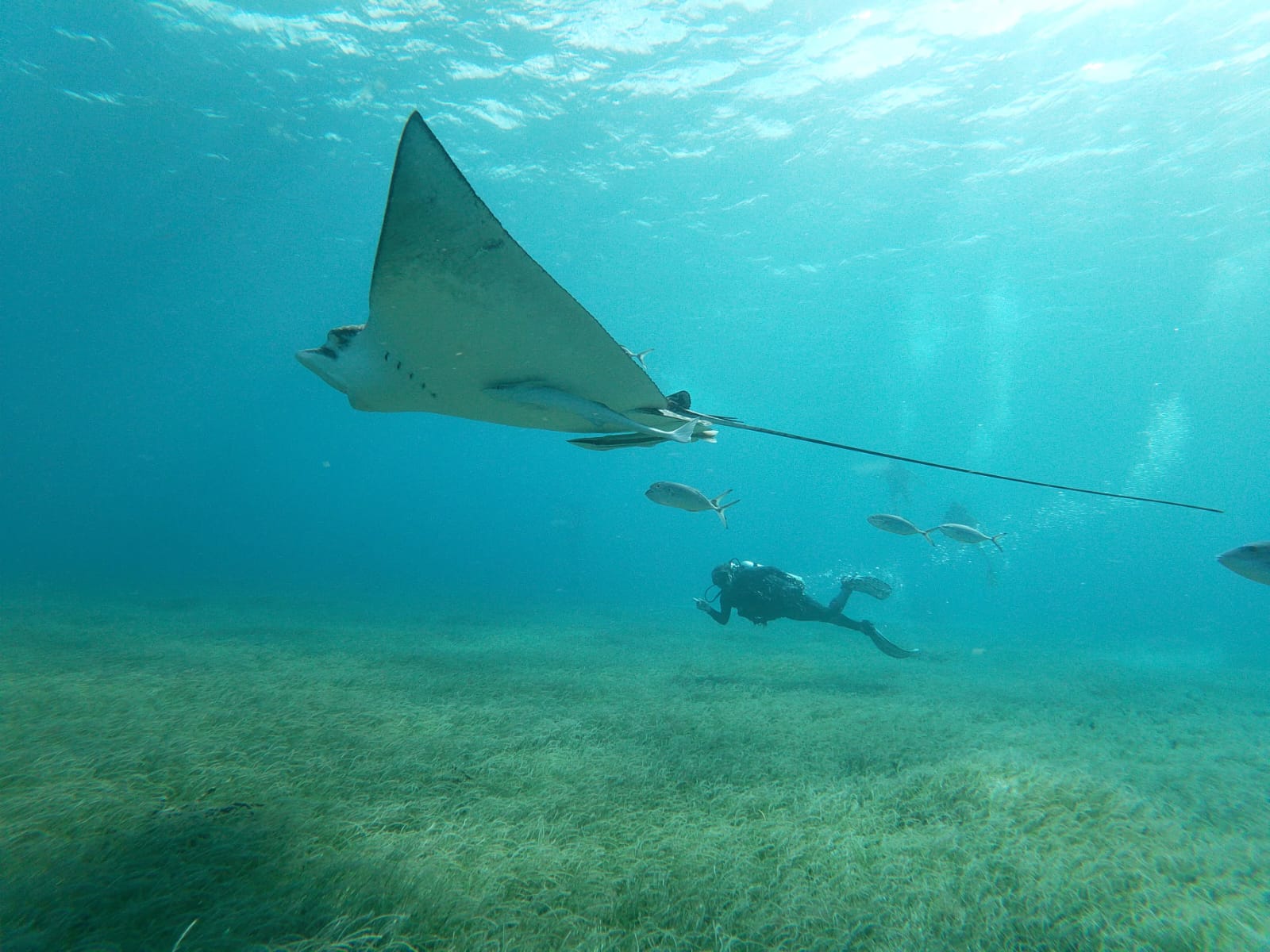 Eagle Ray Encounter